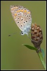 Frafallina