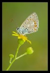 Licenide