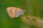Maniola iurtina