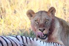 leoni, botswana