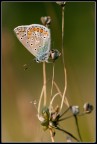 Faefallina ( la solita )