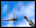 in volo