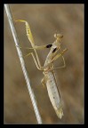 Mantis