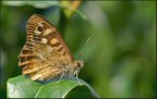 tiepide foglie