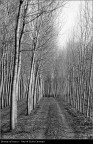Strada nel bosco