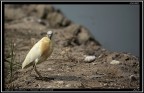 Sgarza Ciuffetto # 5 - Guarda che ti ho visto.....!!!