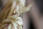 Farfallina