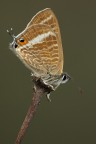 Lampides boeticus