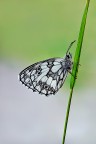 Melanargia..
