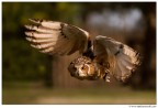 Volando