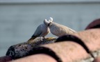 Non pretendo di aver fatto una bella foto...la noto anche io la tegola in mezzo...ma secondo me la situazione  speciale anche in animali cos...come dire...scontati come possono essere le tortore.

Commenti e critiche sempre ben accetti!