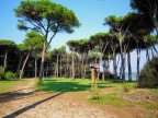 Pineta dintorni Torre Astura.