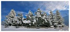 Alberi innevati