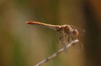 ...Piccola Libellula...!!!