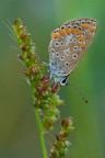 Licenide bagnata