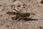 locusta