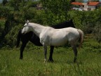 Bianco e Nero