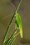 LeptophyesPunctatissima