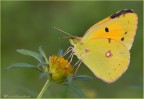 Colias croceus (Fourcroy, 1785)

Canon 40D + Sigma 70 macro
Iso 200- 1/400sec. - F5,6 mano libera
HR
http://images5.fotoalbum.virgilio.it/v/www1-5/200/200879/362965/ColiasC3-or.jpg