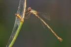 Damigella ombrosa