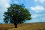 Primi scatti ad un albero utilizzando una reflex.