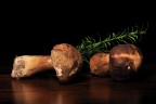 Funghi