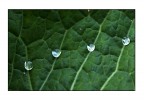 gioielli su panno verde......