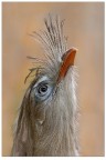 Sguardo
