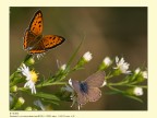 Questo fiore  mio...