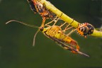 Mosca scorpione