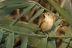 eos 50d 400mm f5.6