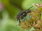 mosca