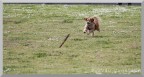 Cane a San Giovanni