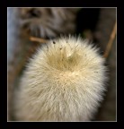 Peluche vegetale