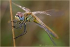 Sympetrum fonscolombei

Canon 40D + Sigma 70 macro
Iso400 - 1/100sec. - F6,3 - mano libera.
HR
http://images6.fotoalbum.virgilio.it/v/www1-6/200/200879/369129/IMG_8201-or.jpg

Ringrazio anticipatamente chi volesse lasciare una critica o un semplice commento...