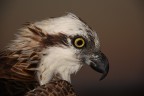 Aquila di mare