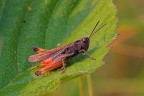 Omocestus rufipes
