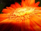immersione di colore