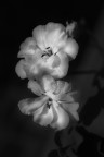 The other World_the garden