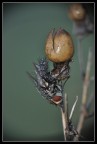...mosca...