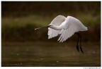 Volando