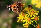 Farfalla d'Ottobre
