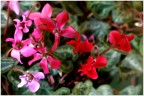 Ancora fiori ?