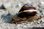 lumaca