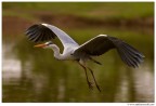 Volo