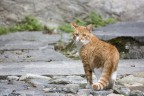 gatto indeciso