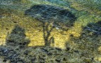 Shadows in Love