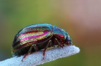 Chrysolina americana