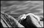 Nikon FG-20, Nikkor 200mm AI, Kodak T400CN. 1/250@f11
Riomaggiore, 11 Aprile 2004