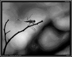 Libellula # 3